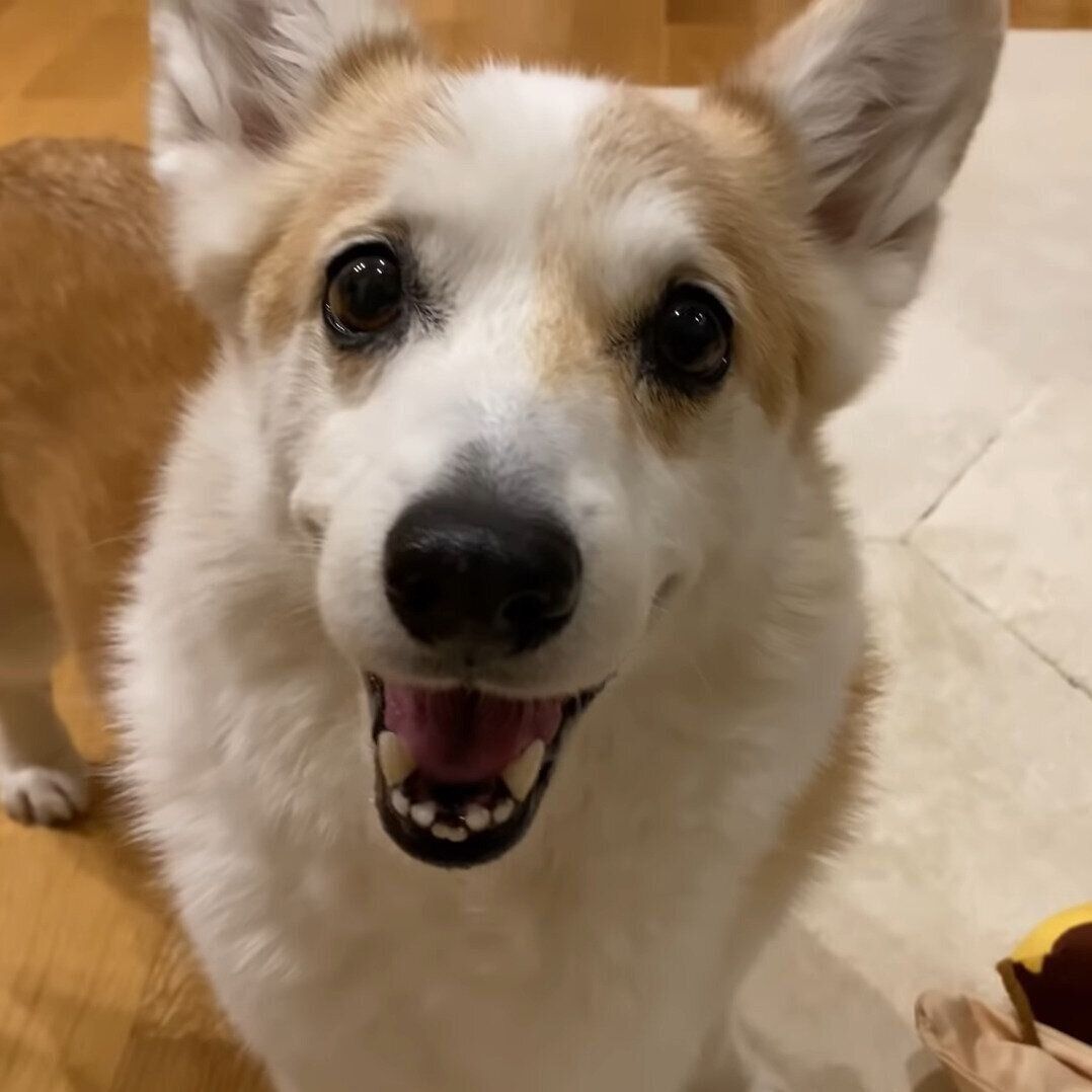 ママさんに訴えるノエちゃん