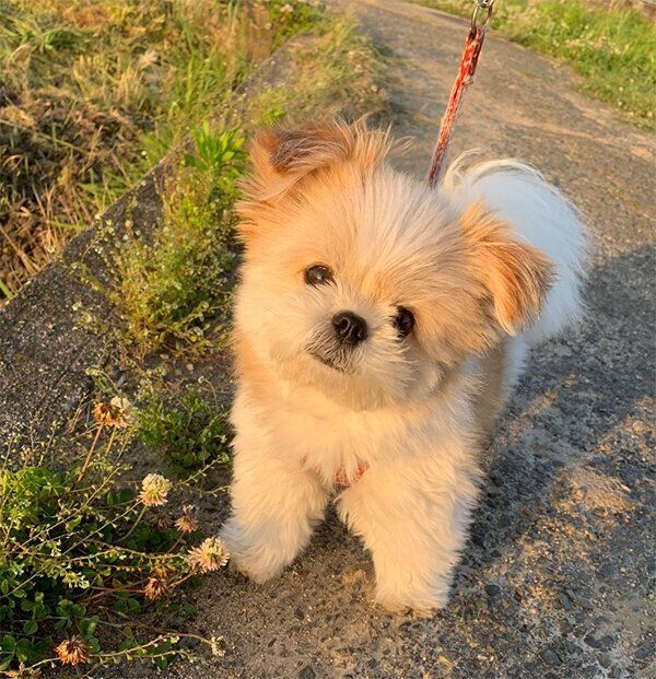 散歩するぽん酢ちゃん