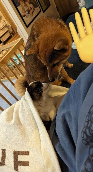 見つめ合うラグドールのギルバートくんと柴犬のこみちちゃん