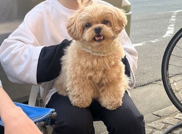 笑顔が可愛いがんもくん