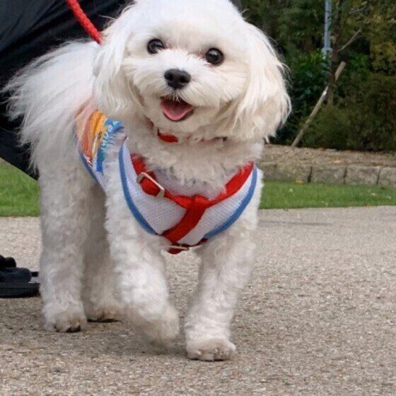 マルチーズの一歩くん