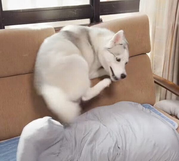 テンションが高いシベリアン・ハスキー