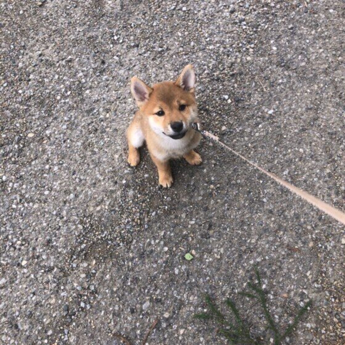 いまでも忘れられない 愛犬の はじめての経験 を振り返ると感慨深かった いぬのきもちweb Magazine いまでも忘れられない 愛犬の はじめての経験 を振り返ると感慨深かった いぬのきもちweb Magazine