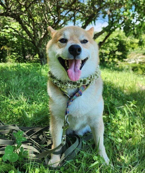 笑顔が可愛いニッキくん