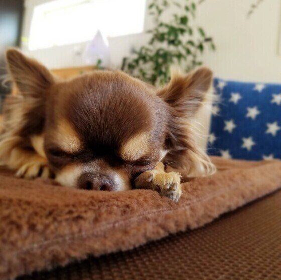 マットの上で寝ているチワワ