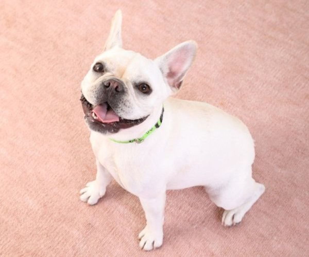 垂れ耳の犬種 は耳の病気にかかりやすい いぬのきもちweb Magazine 垂れ耳の犬種 は耳の病気にかかりやすい いぬのきもちweb Magazine