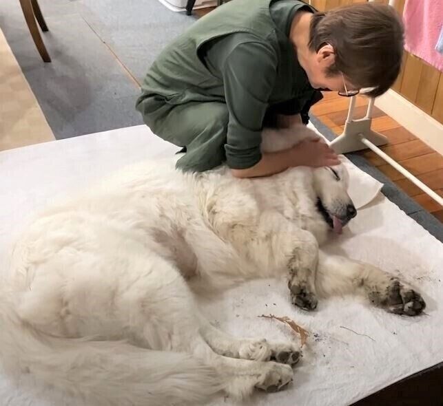 甘えるグレート・ピレニーズ