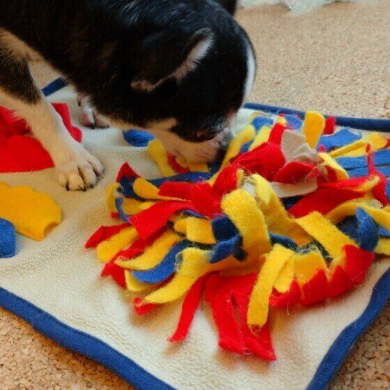 愛犬にニオイのストレスを与えているかも？日常で注意したいニオイ3つ いぬのきもち