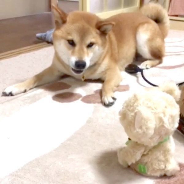 喋るぬいぐるみを見てテンパる柴犬