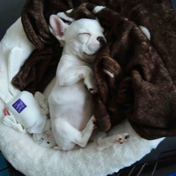 ぐっすり眠れている?犬が安心できる寝床を作ってあげよう