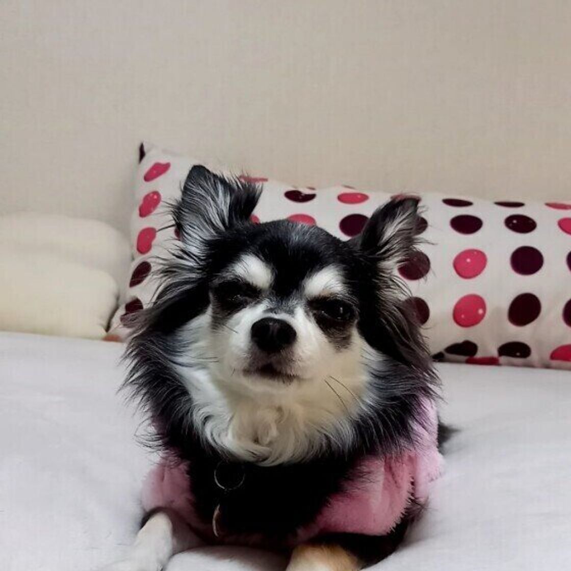 獣医師監修 犬にネギは絶対にng 食べてしまったときの症状と対処方法 いぬのきもちweb Magazine 獣医師監修 犬にネギは絶対にng 食べてしまったときの症状と対処方法 いぬのきもちweb Magazine