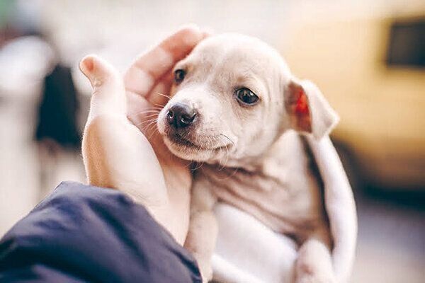 なでてもらう犬