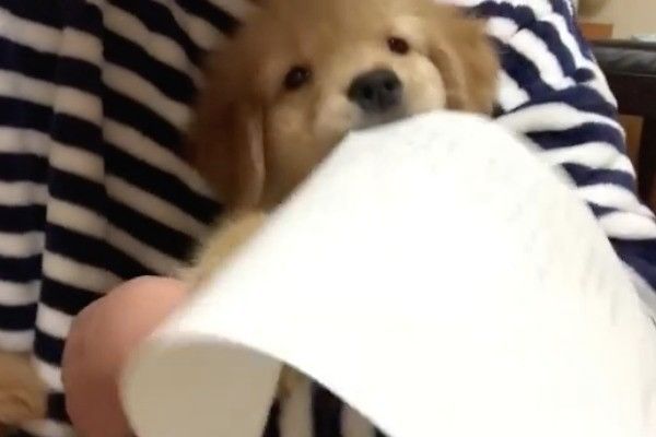 ゴールデン・レトリーバー