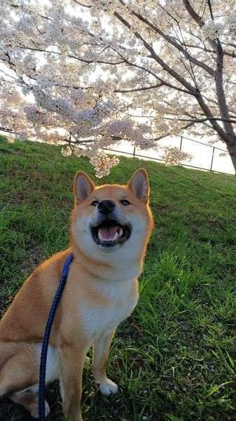 桜と柴犬