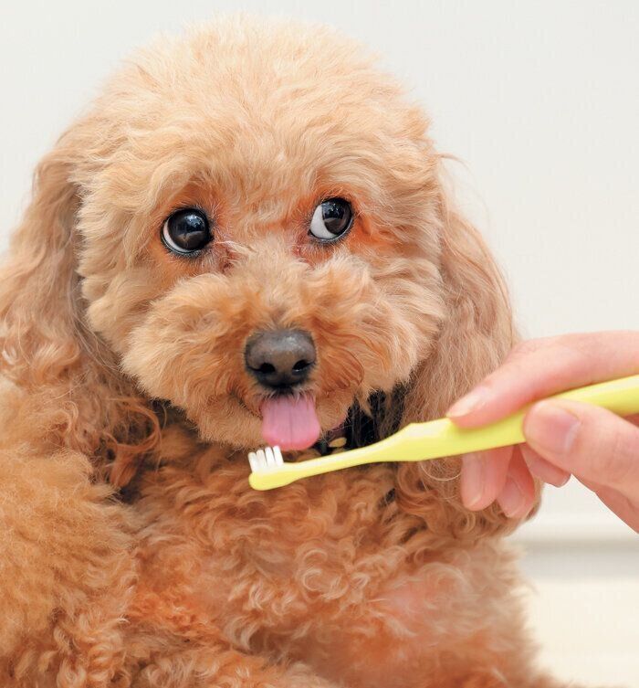 歯みがきする犬