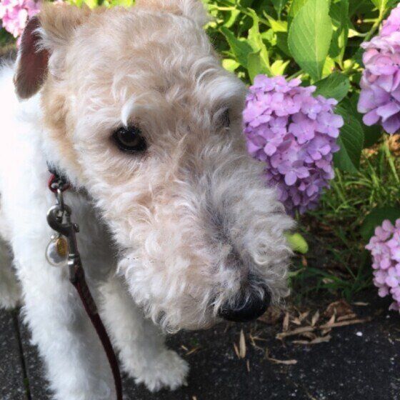 ワイアー・フォックス・テリア