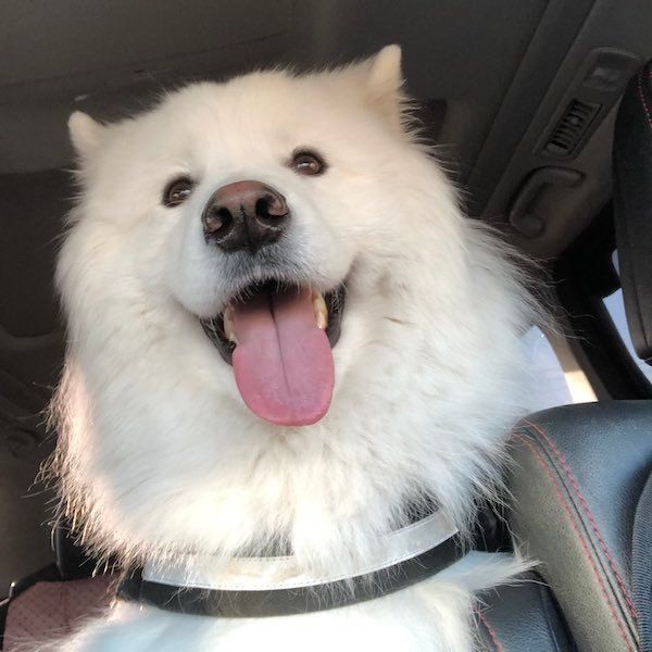 嬉しそうなサモくん