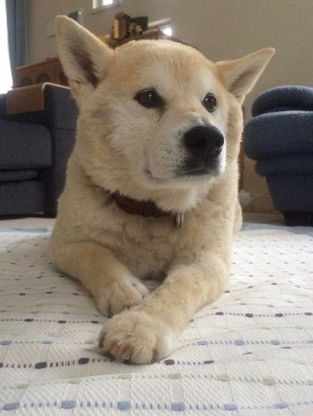 座って遠くを見つめているおじいちゃんの柴犬