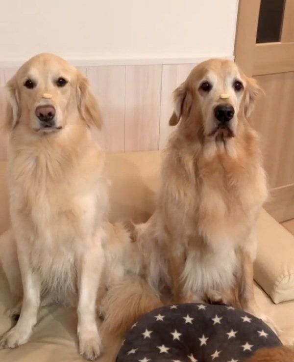 おやつをもらうゴールデン・レトリーバー