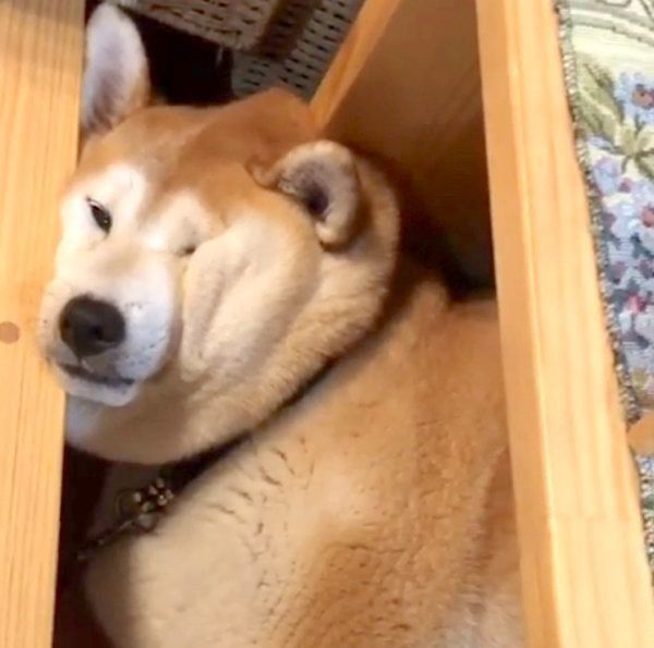 お顔がシワシワな柴犬