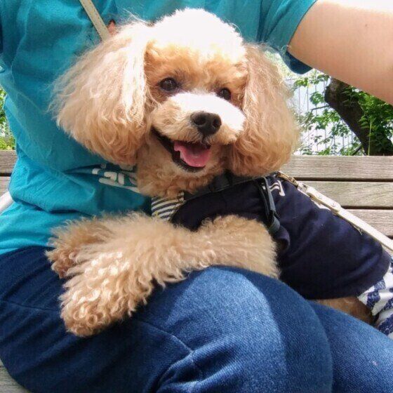 トイ・プードルのハービーちゃんのひざ乗り