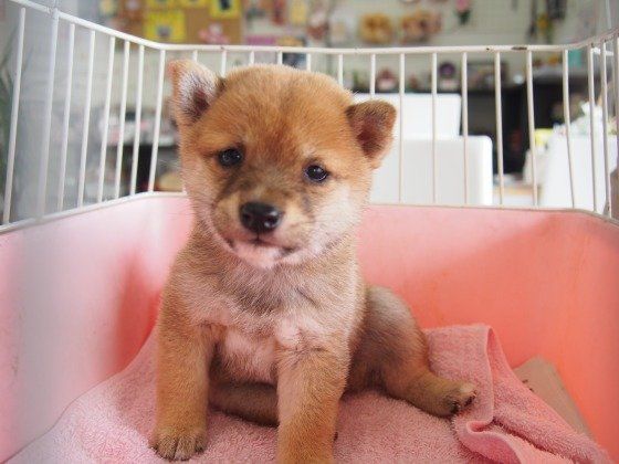 柴のこまめちゃん