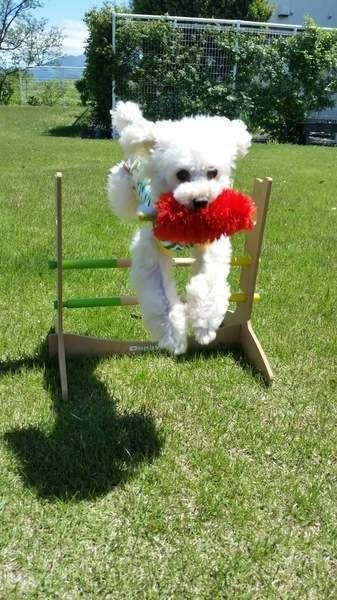 ボールをキャッチしたままアジリティーで遊ぶトイ・プードル