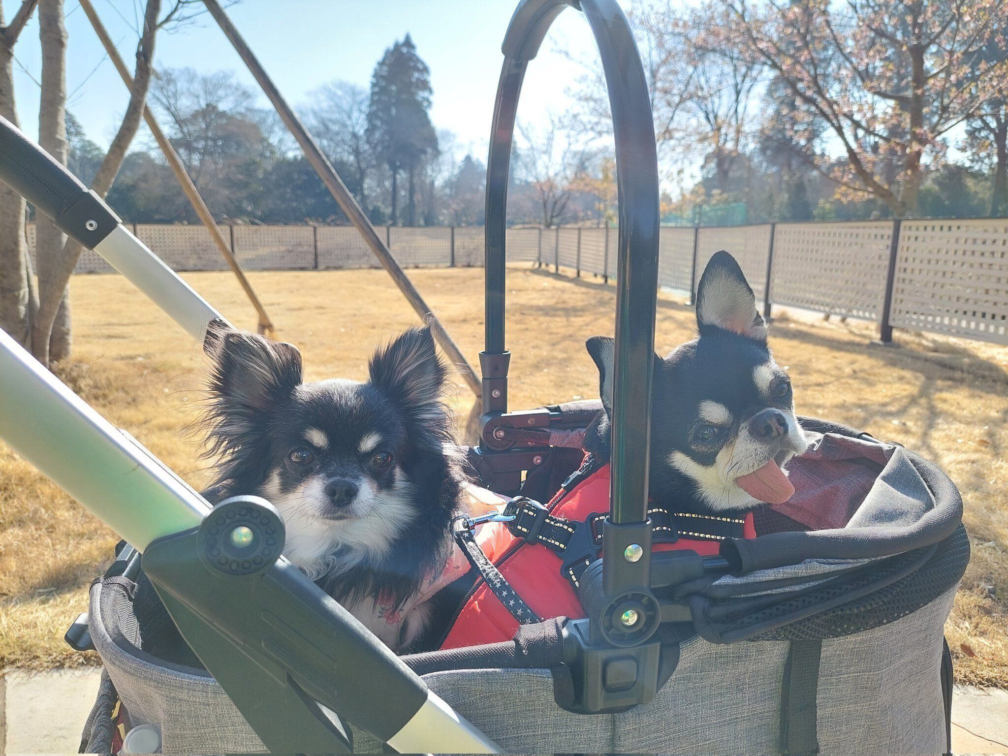 お出かけを楽しむみつ子ちゃん