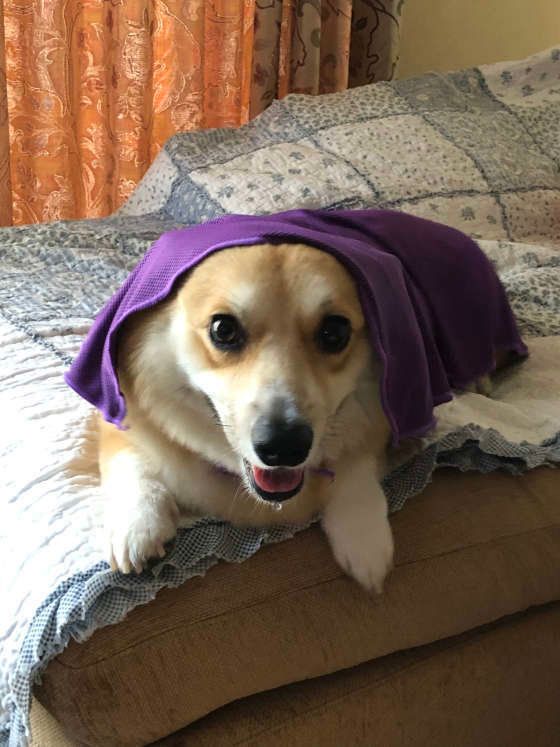 コーギー・ジャックくん・タオルを被る