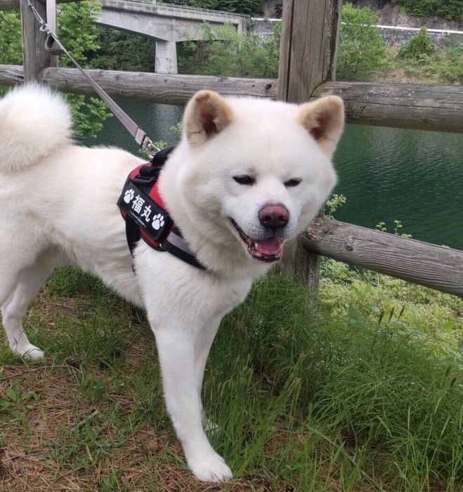 楽しそうな福丸くん