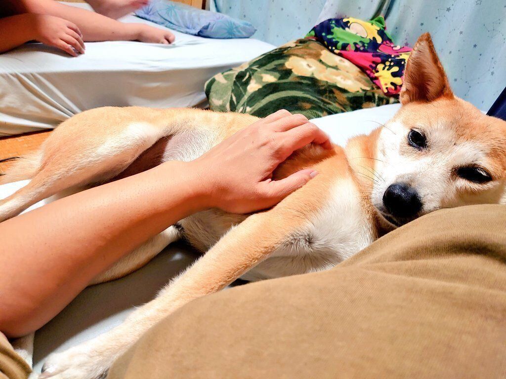 「なで」を要求するアキラくん