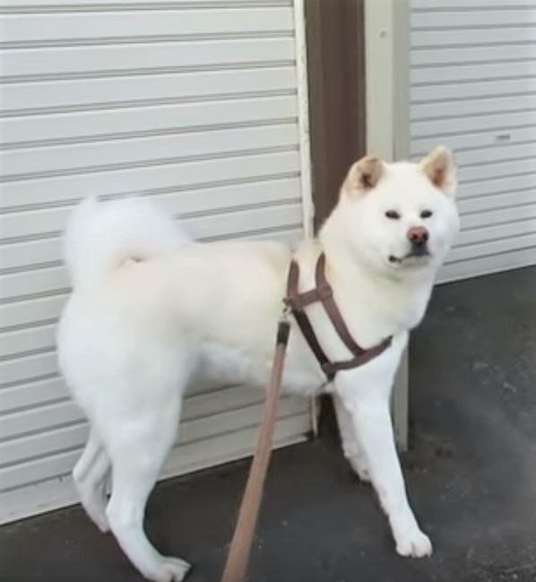 カラスを見つけた秋田犬