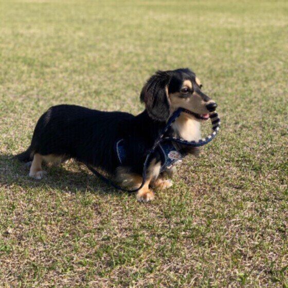 リードをくわえているカニーンヘン・ダックスフンド