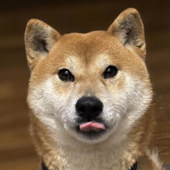 柴の三太郎くん