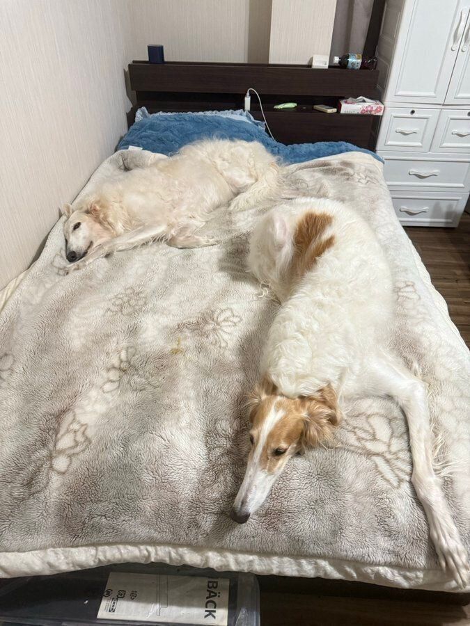 別の日　まったりとした様子でベッドで過ごす愛犬たち