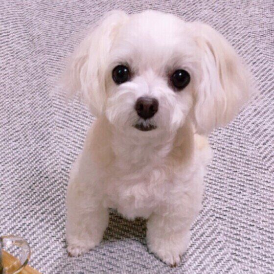 カメラ目線がかわいい犬