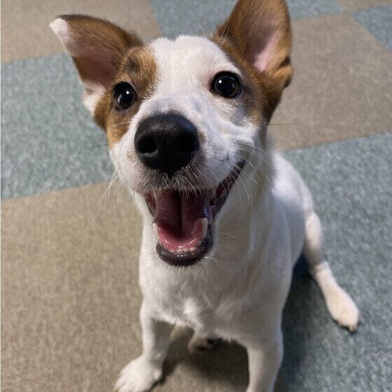 犬が暑がる仕草とは？ 犬の「暑いよ」サインに気がついて熱中症を予防しよう いぬのきもち