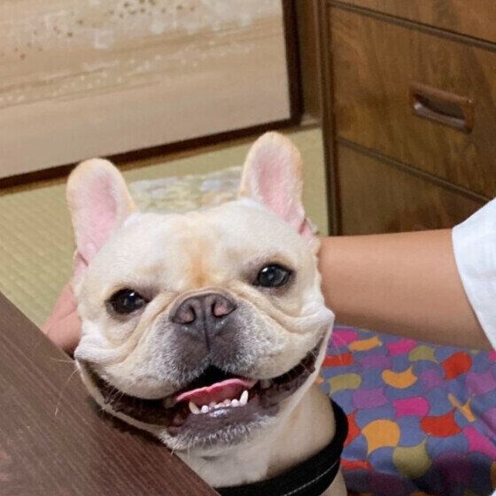 フレンチ・ブルドッグ