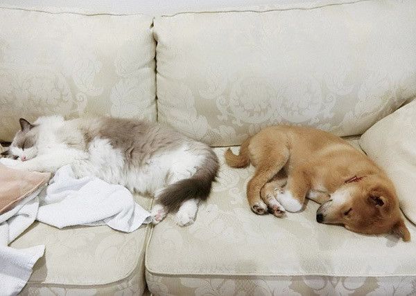 こたろうくんと同居猫