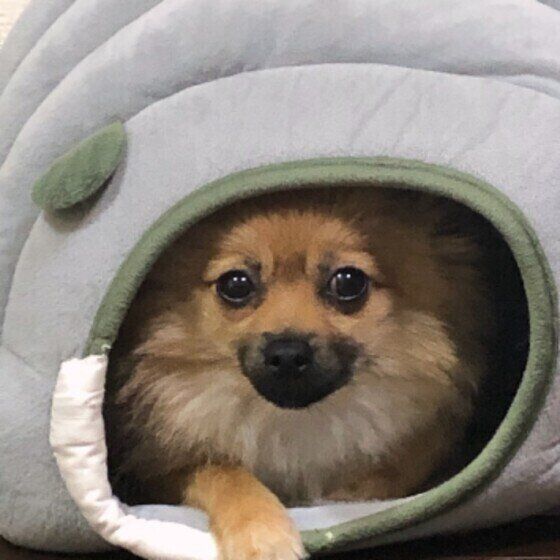 くつろぐポメラニアン