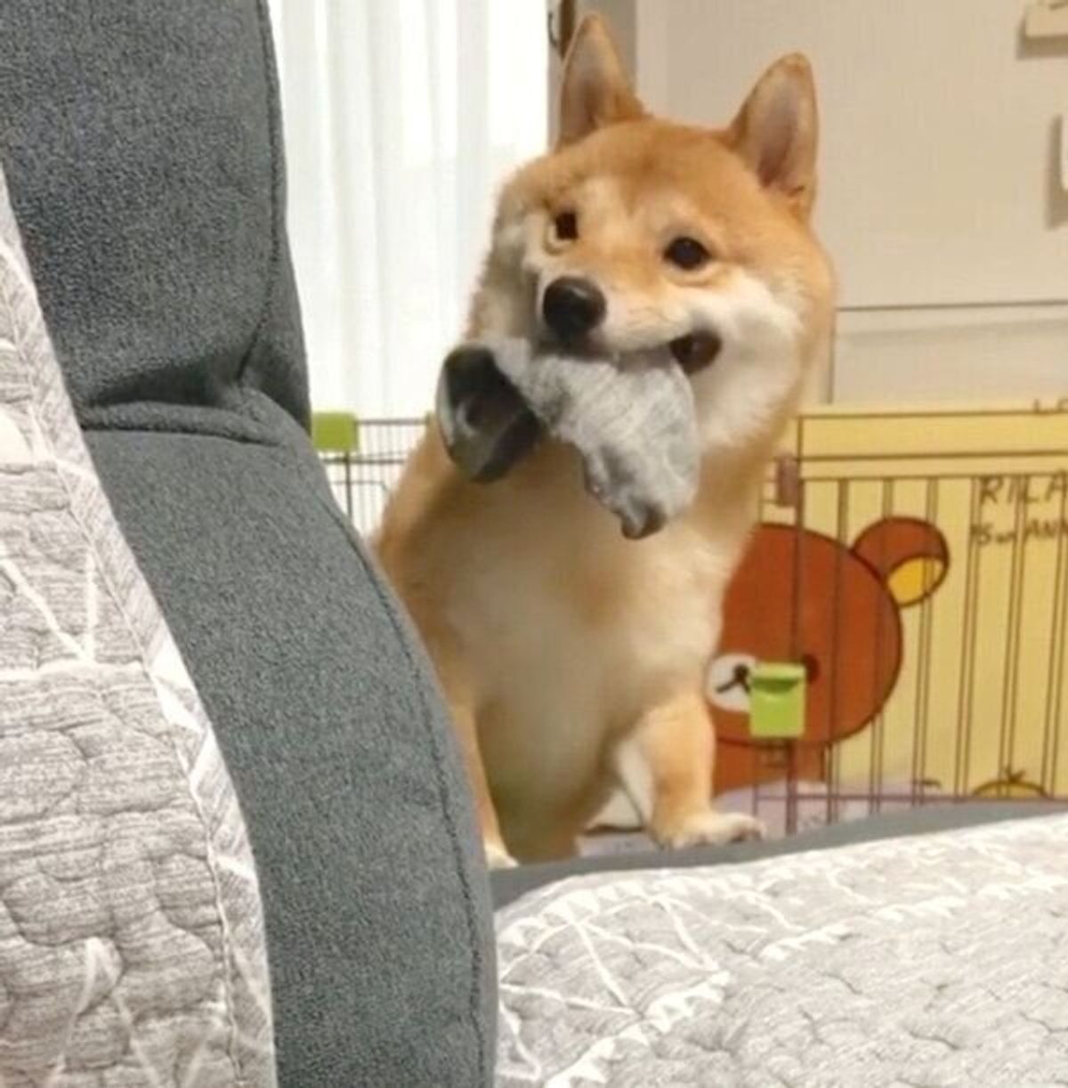 盗んだ靴下 を得意気にアピールする豆柴 飼い主との攻防戦がかわいくて笑える いぬのきもちweb Magazine 盗んだ靴下 を得意気にアピールする豆柴 飼い主との攻防戦がかわいくて笑える いぬのきもちweb Magazine