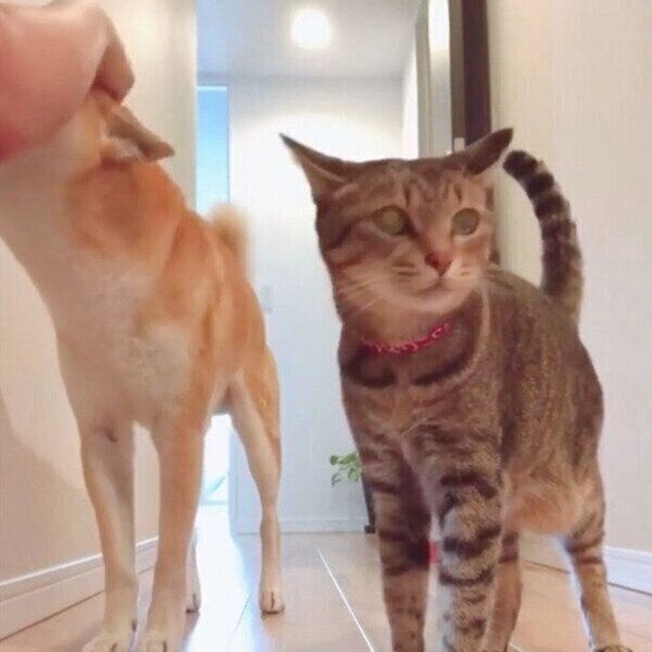 飼い主さんに「おはようのナデナデ」をしてもらうHaluくん、猫のMugiくん