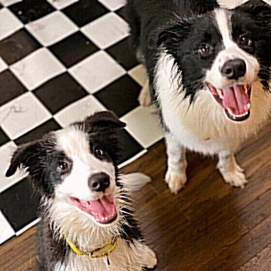 見つめるボーダー・コリー