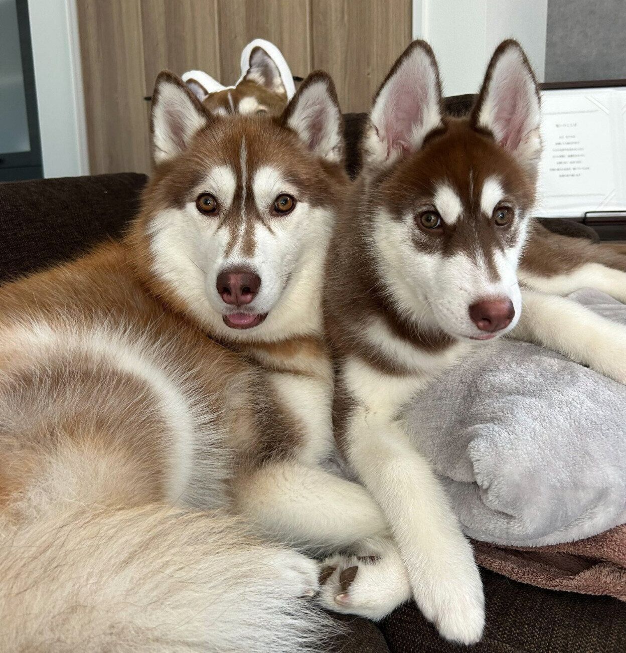 くっつくレムちゃん、ロズくん