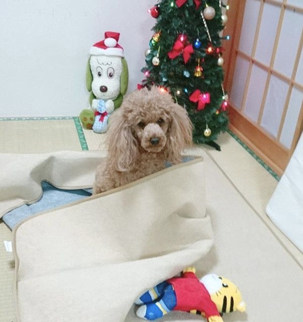 イタズラするトイ・プードル