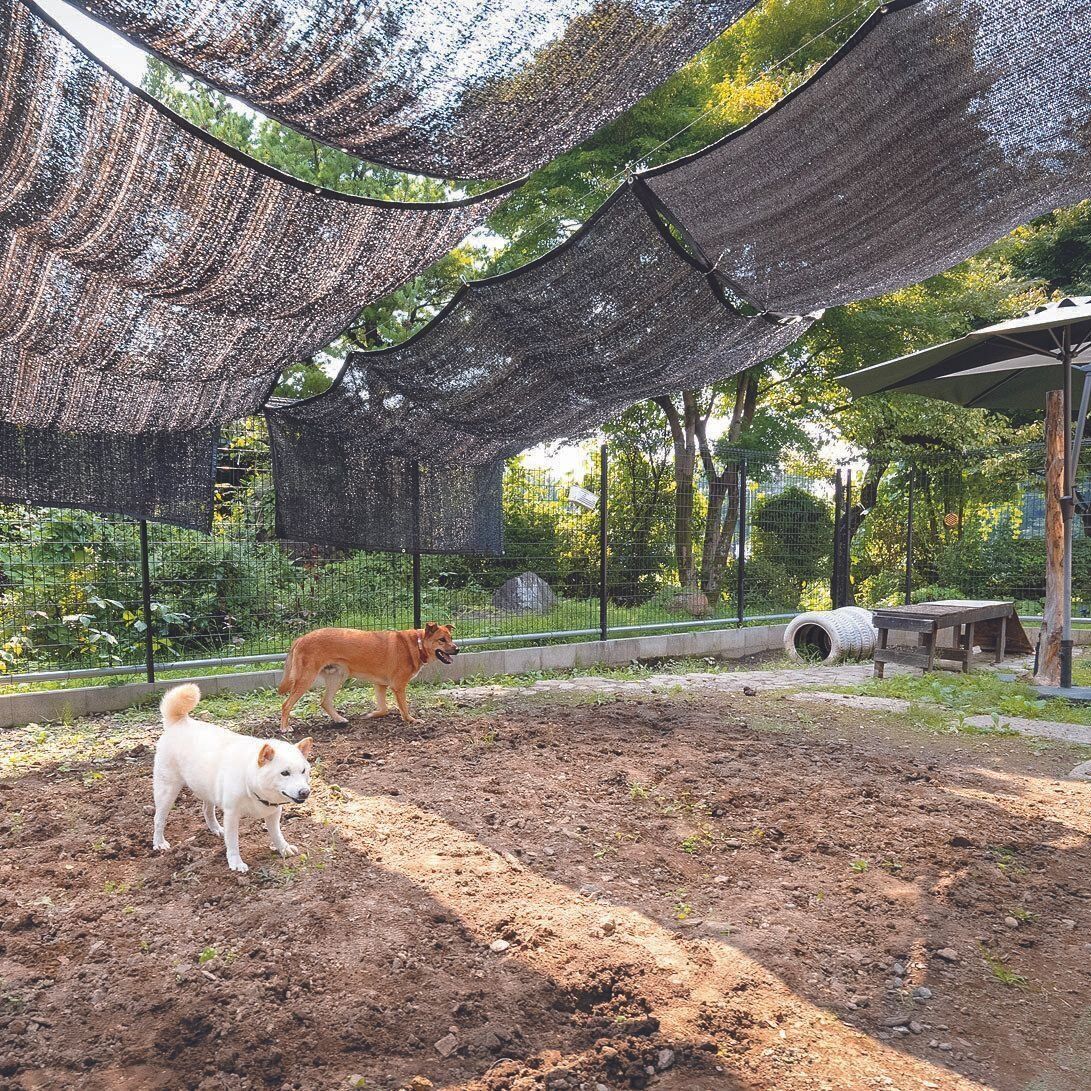 シェルター内にある晴れの日用のドッグラン。日よけのシートが張られているので夏の日中でも遊ぶことができます。ビビリな犬が隠れられる場所や、簡単なアジリティの設備も配置