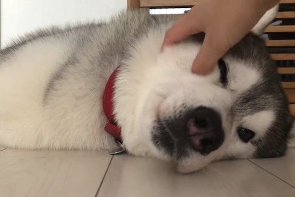 シベリアン・ハスキー