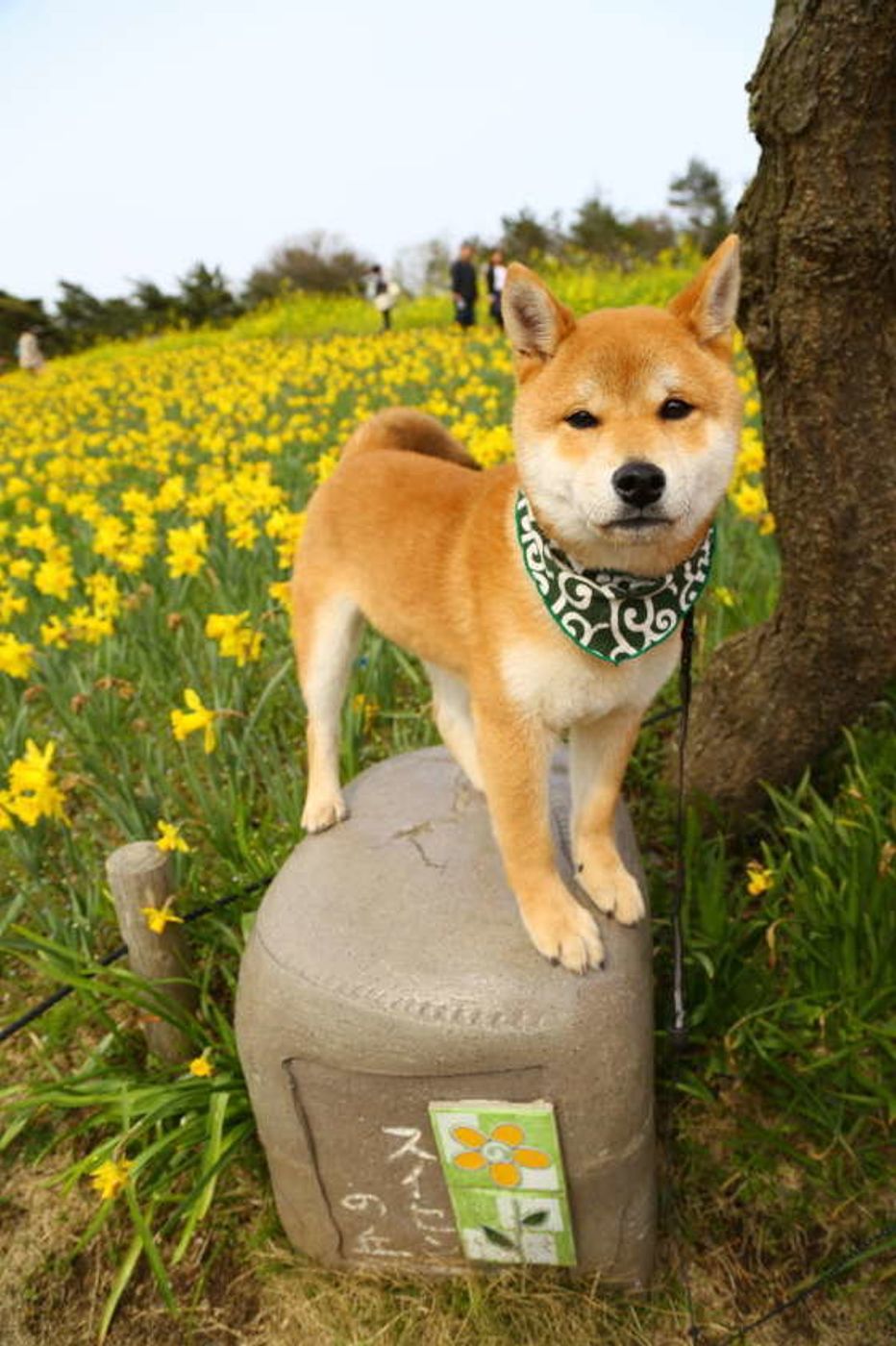 それは盲点だった 犬が拾い食いしやすいものとそのリスク いぬのきもちweb Magazine それは盲点だった 犬が拾い食いしやすいものとそのリスク いぬのきもちweb Magazine