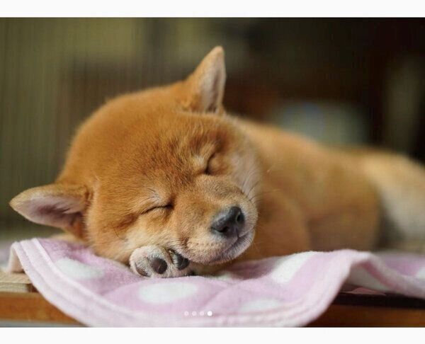 眠るきなこちゃん