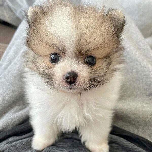 2頭身 のサイズ感が愛らしいポメラニアンの子犬 1才間近の成長した姿も微笑ましい いぬのきもちweb Magazine